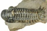 Detailed Crotalocephalina Trilobite - Atchana, Morocco #323717-3